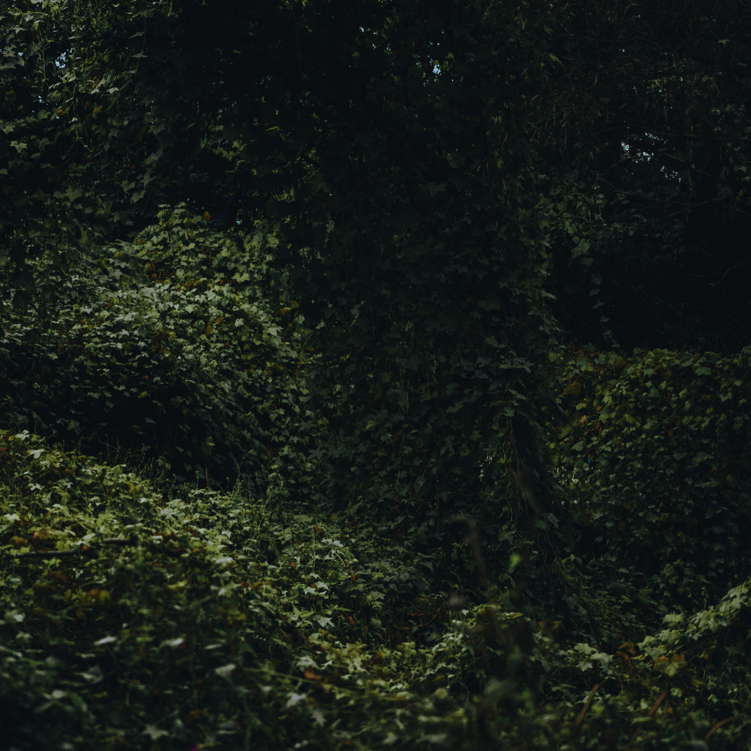 vivi & vela enchanted forest inspiration - dense forest with dappled light filtering through the trees