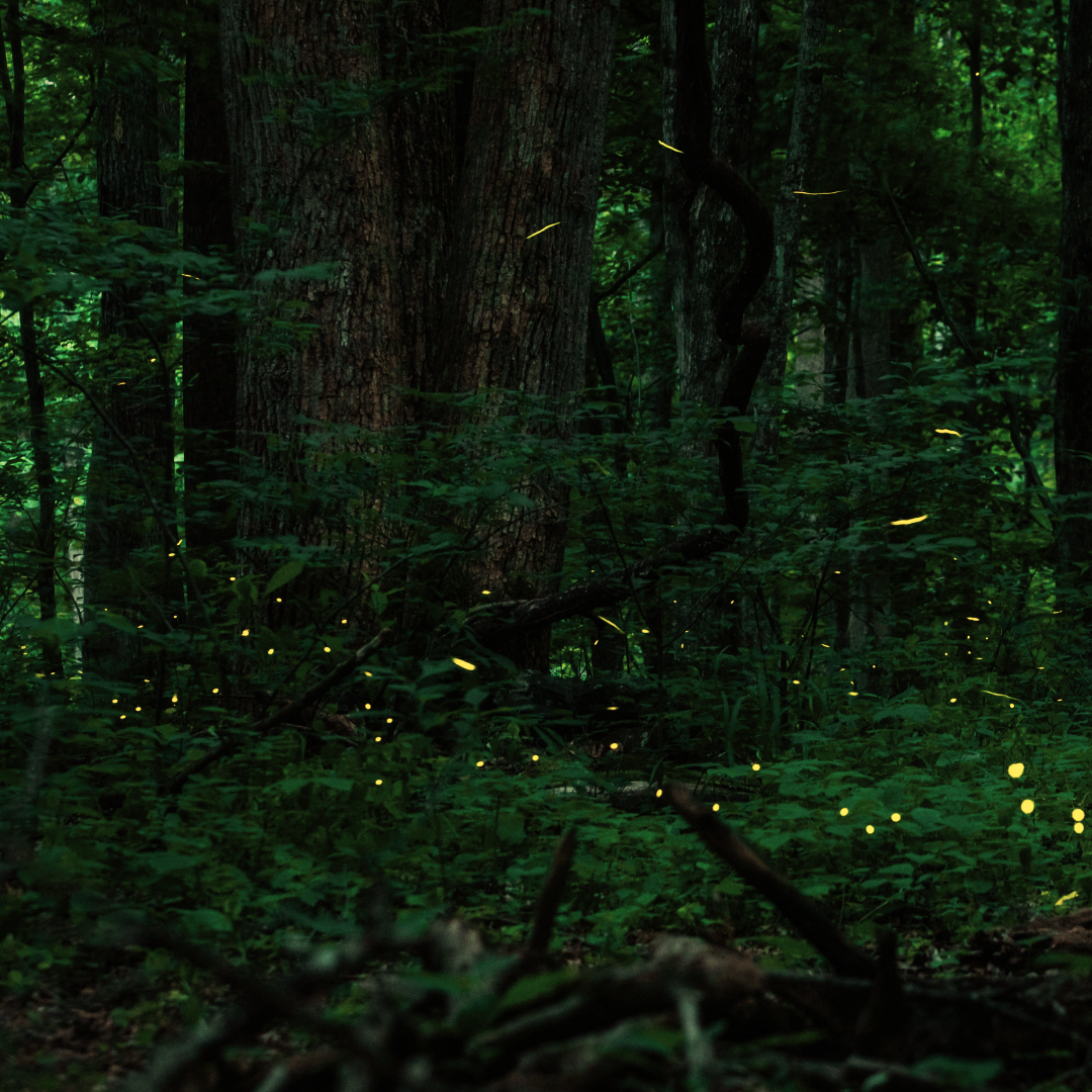vivi & vela enchanted forest inspiration - forest with glowing fireflies amidst dense greenery