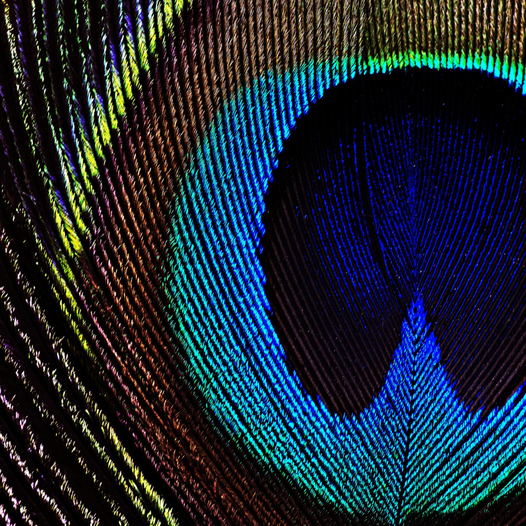 vivi & vela hera inspiration - close-up of a peacock feather with vivid blue and green iridescence
