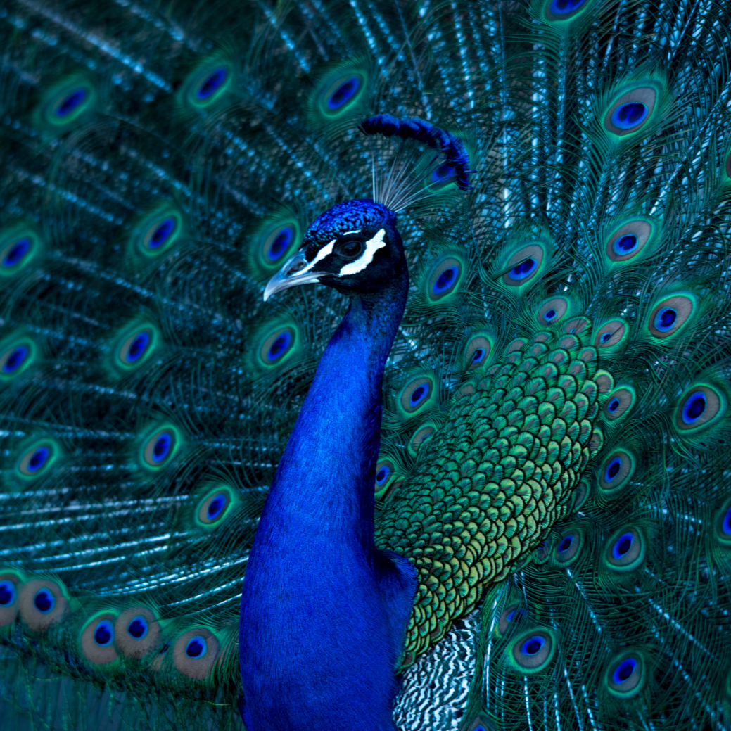 vivi & vela hera inspiration - vibrant peacock displaying its iridescent feathers in blue and green hues