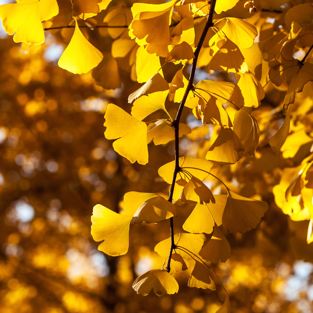 vivi & vela icho inspiration - golden ginkgo leaves glowing in sunlight